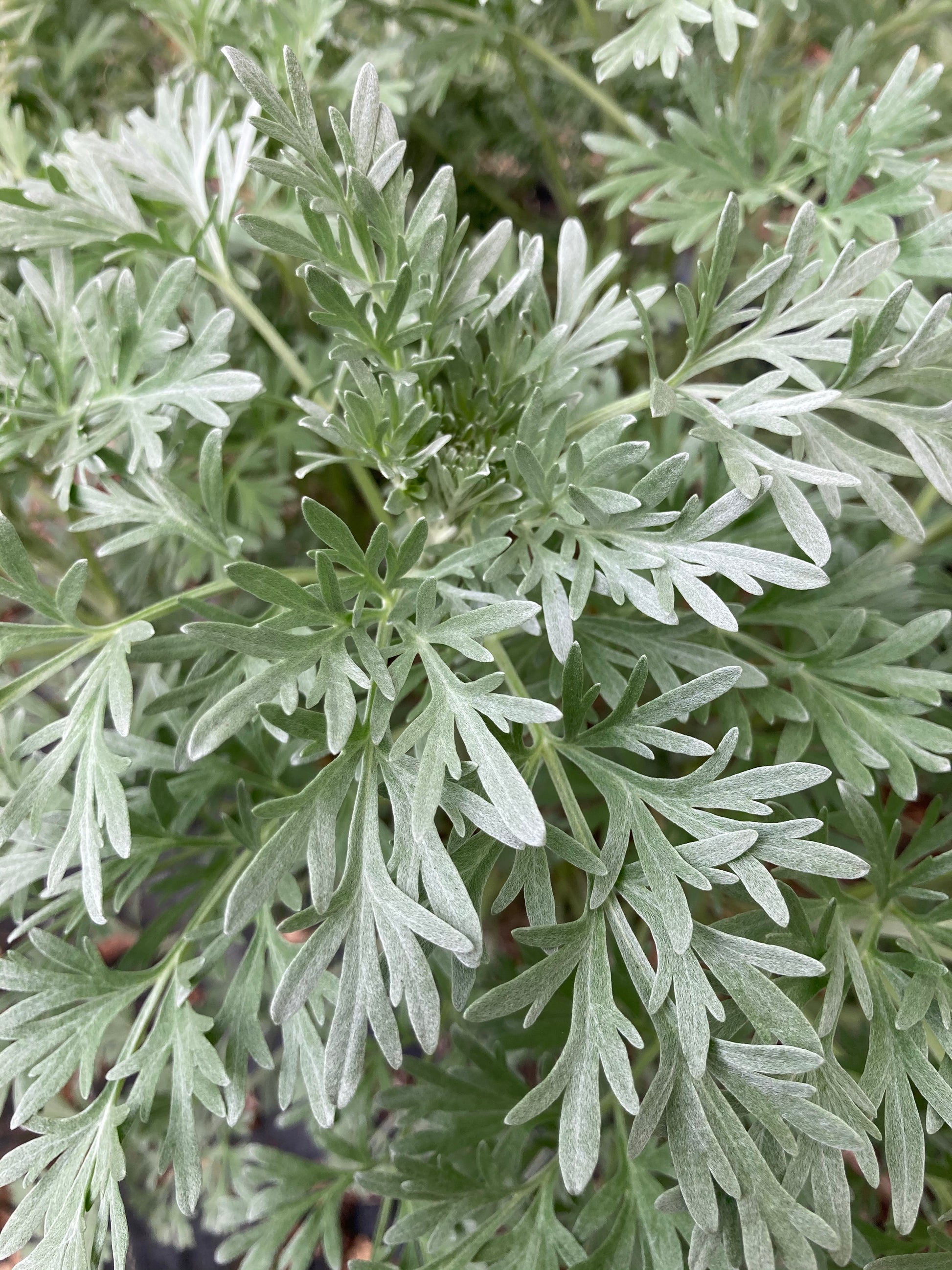 Artemisia Lambrook Mist - Champion Plants