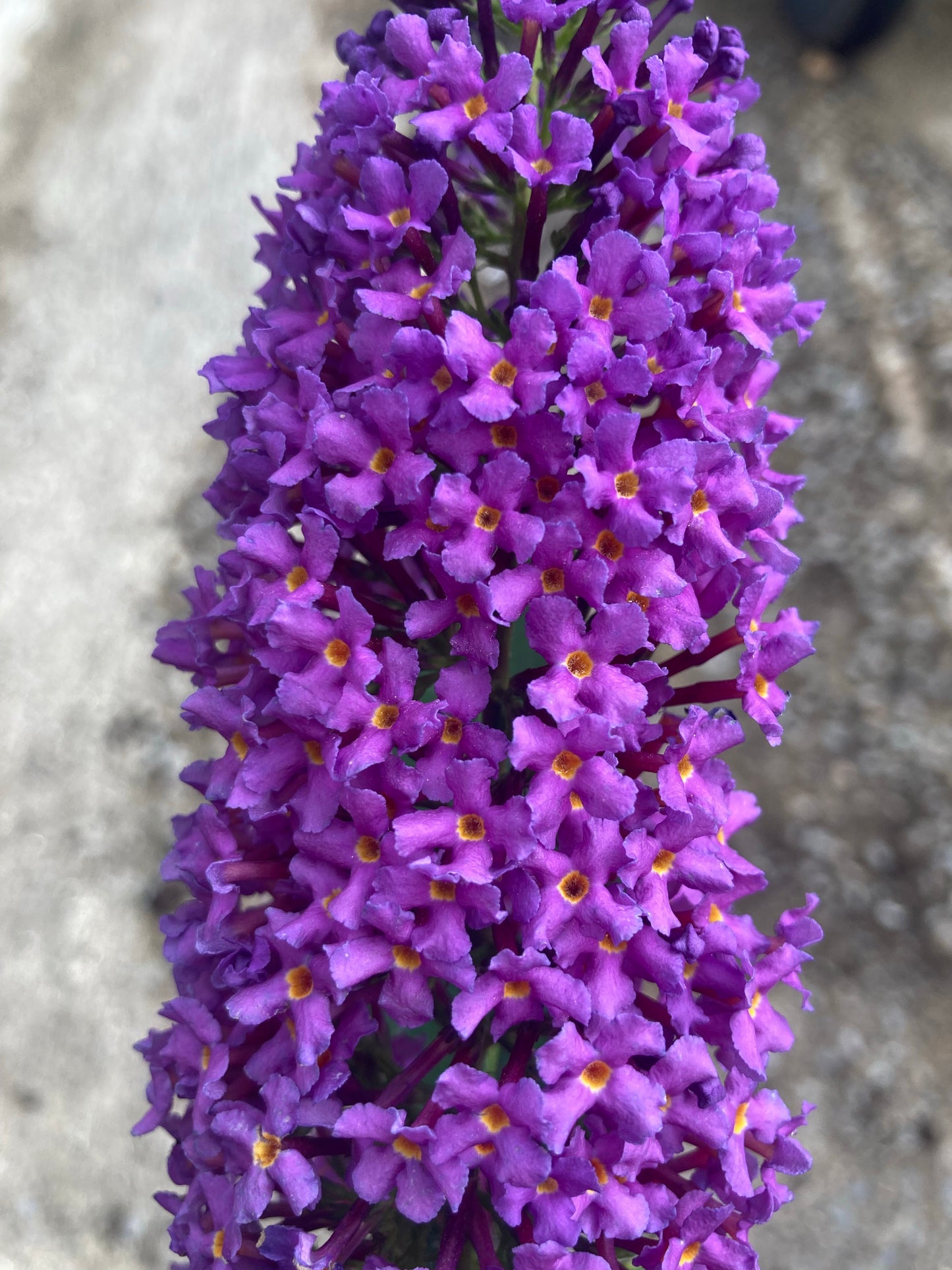 Buddleja (Buddleia) davidii Purple Champion - Champion Plants
