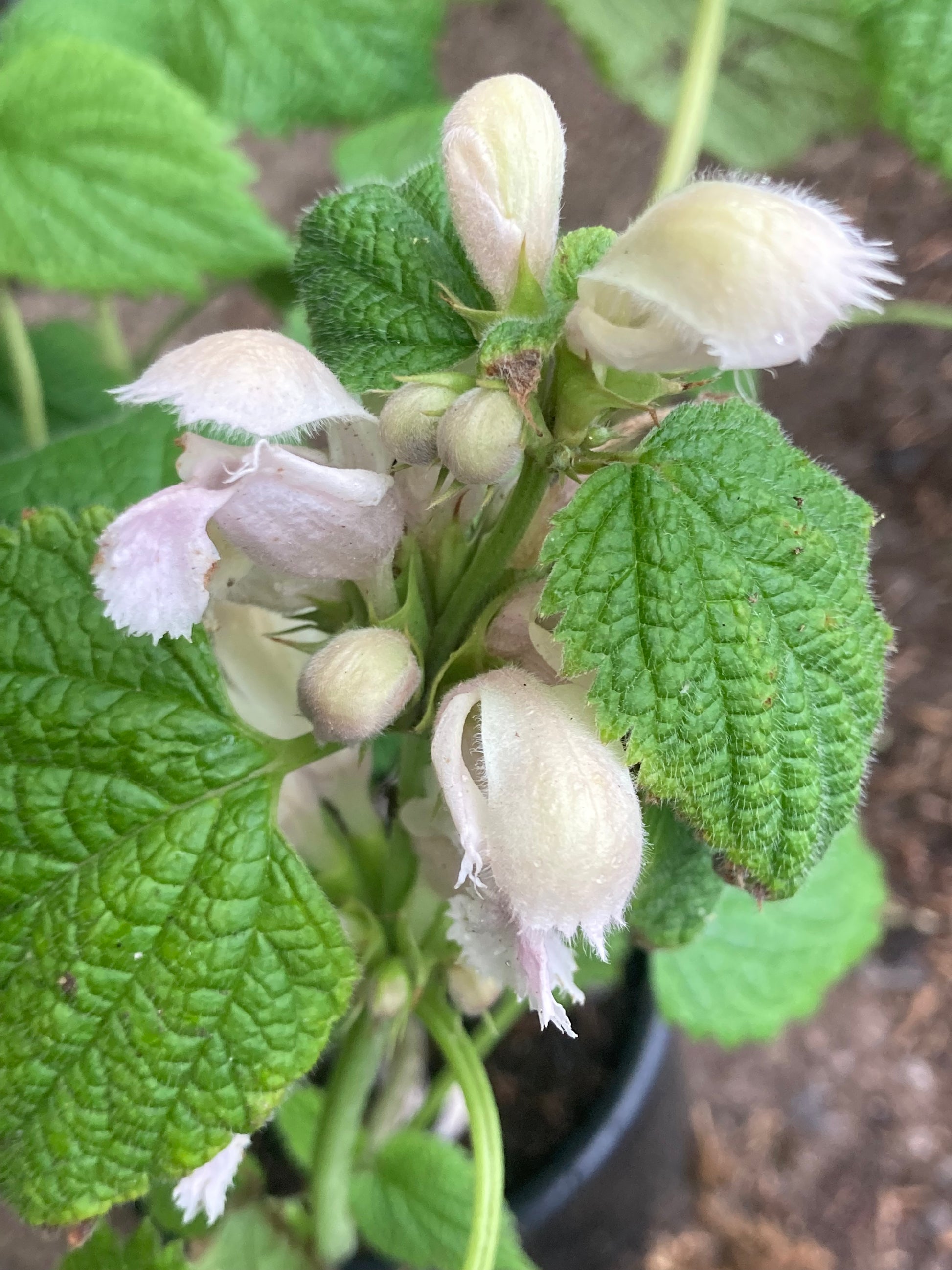 Lamium orvala Album - Champion Plants