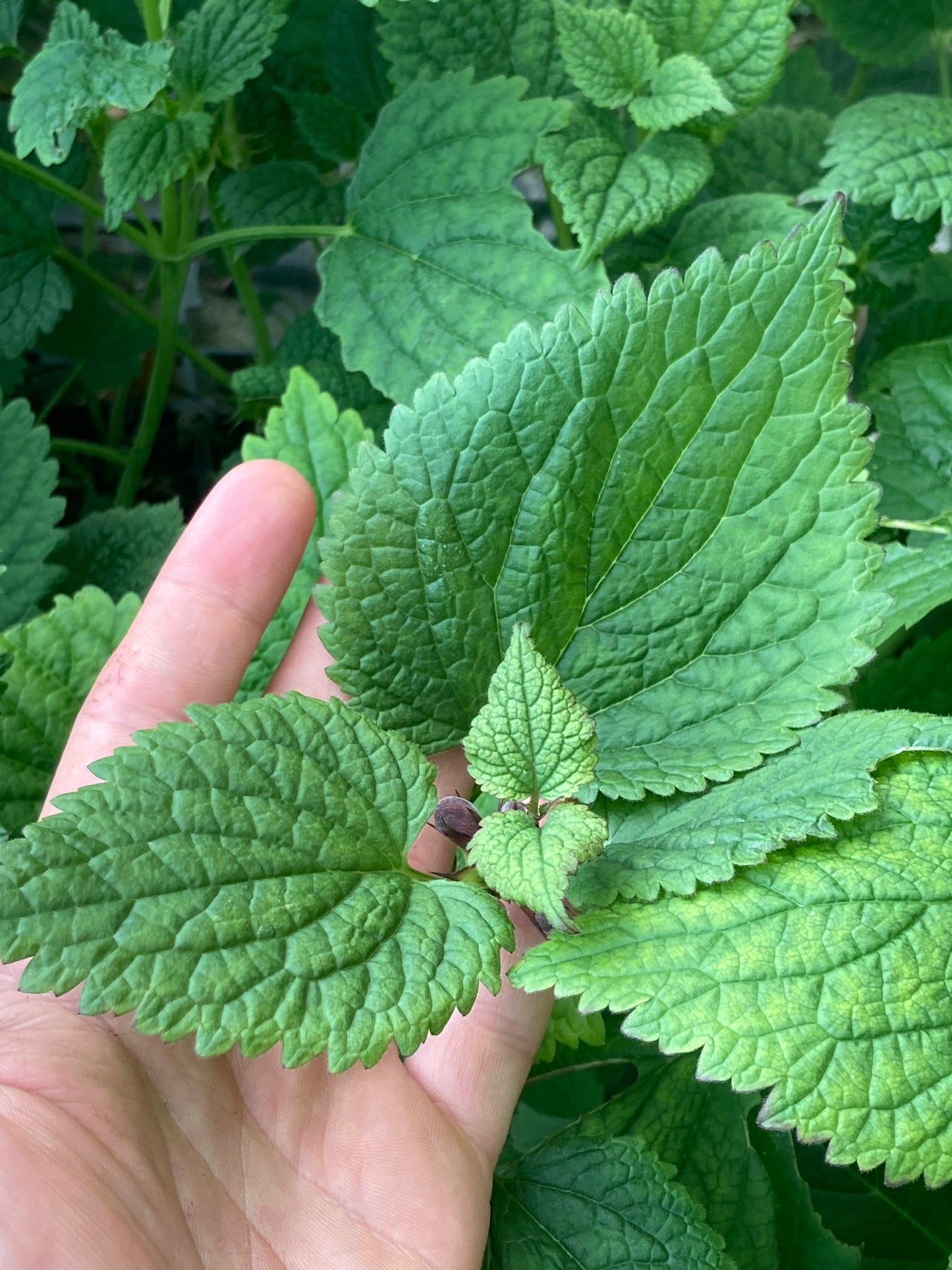 Lamium orvala - Champion Plants