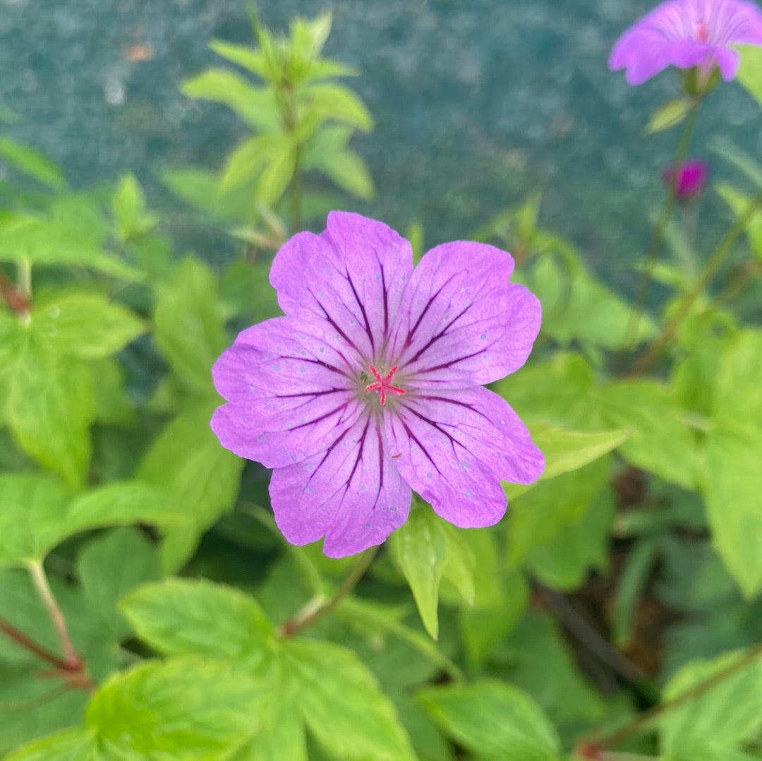 Geranium nodosum Svelte Lilac - Champion Plants