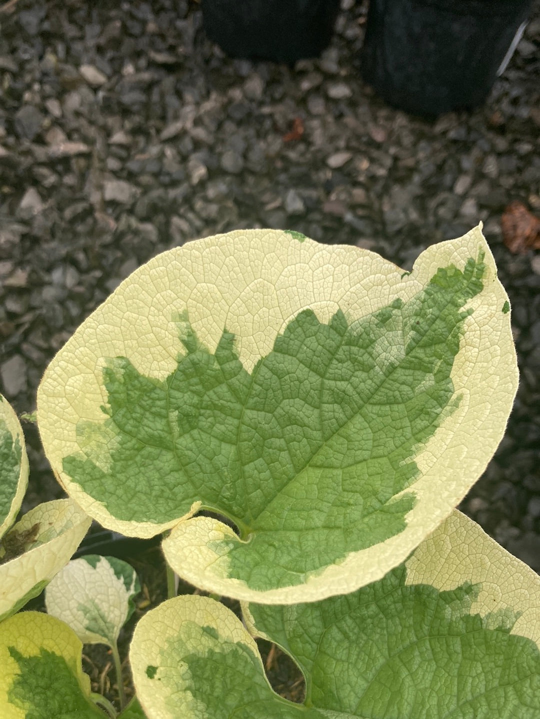 Brunnera macrophylla Variegata - Champion Plants