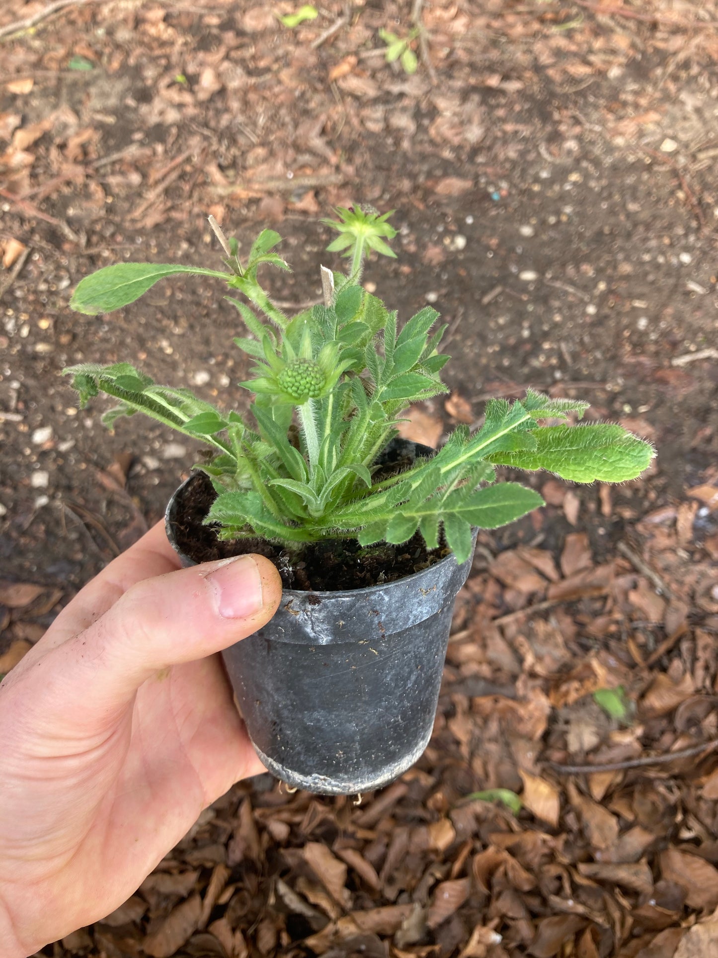 Knautia macedonica 'Red Knight' - Champion Plants