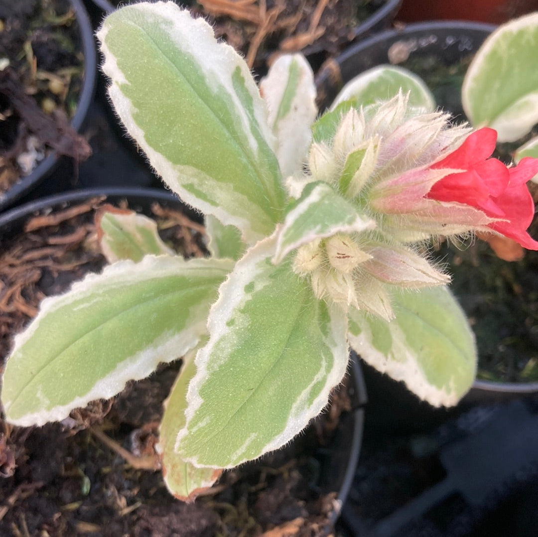 Pulmonaria David Ward - Champion Plants