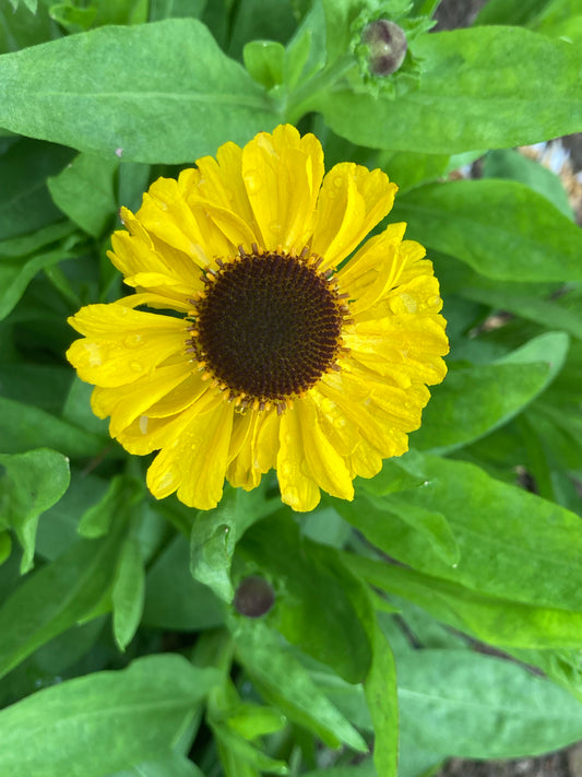 Helenium The Bishop - Champion Plants