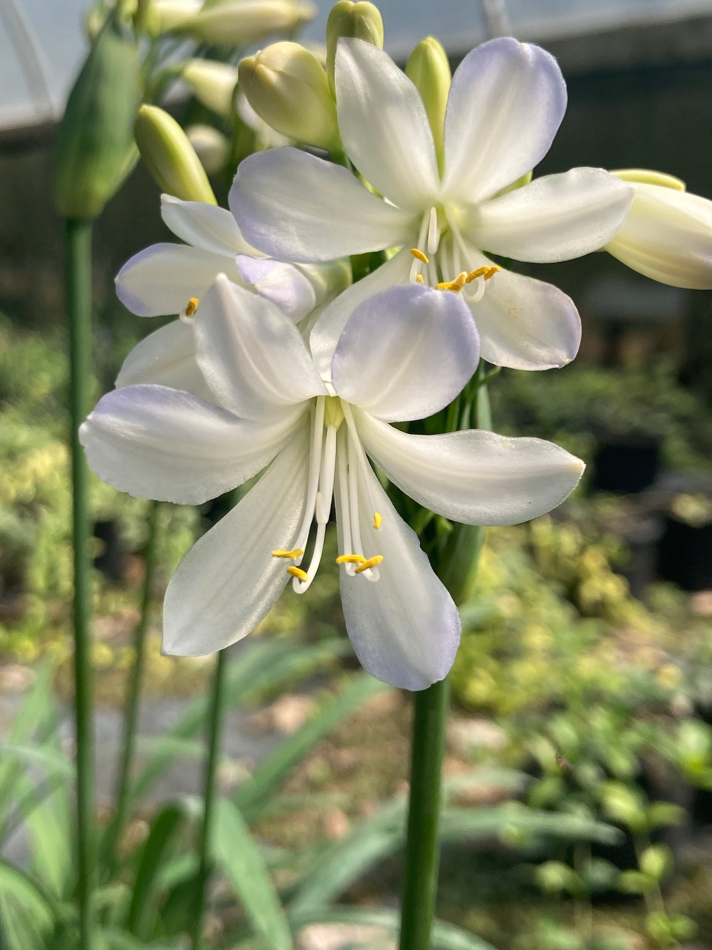 Agapanthus Silver Baby - Champion Plants