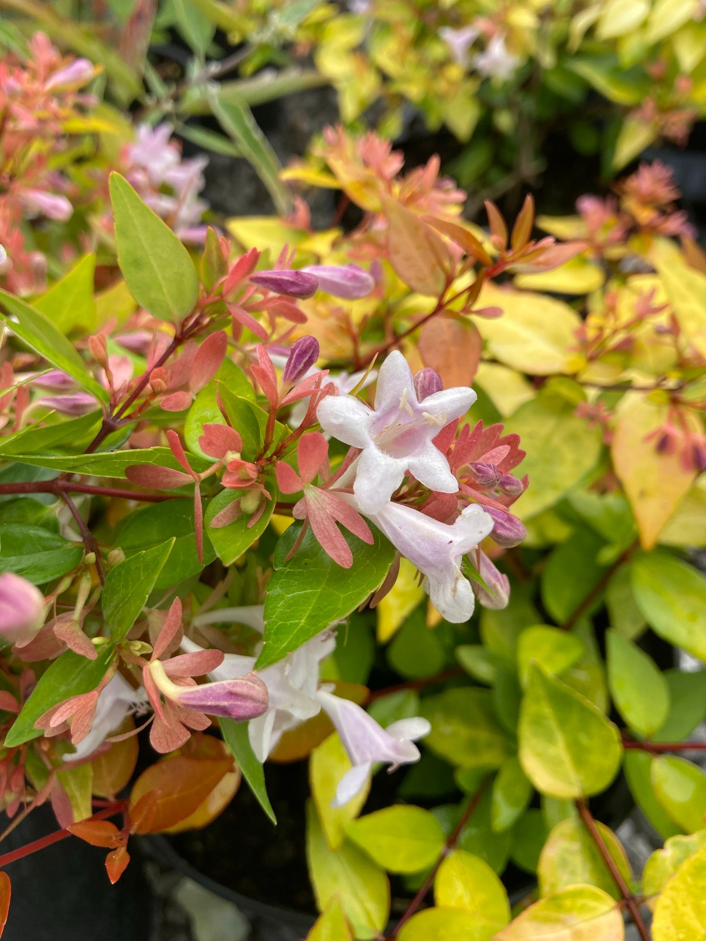 Abelia grandiflora Gold Sport - Champion Plants