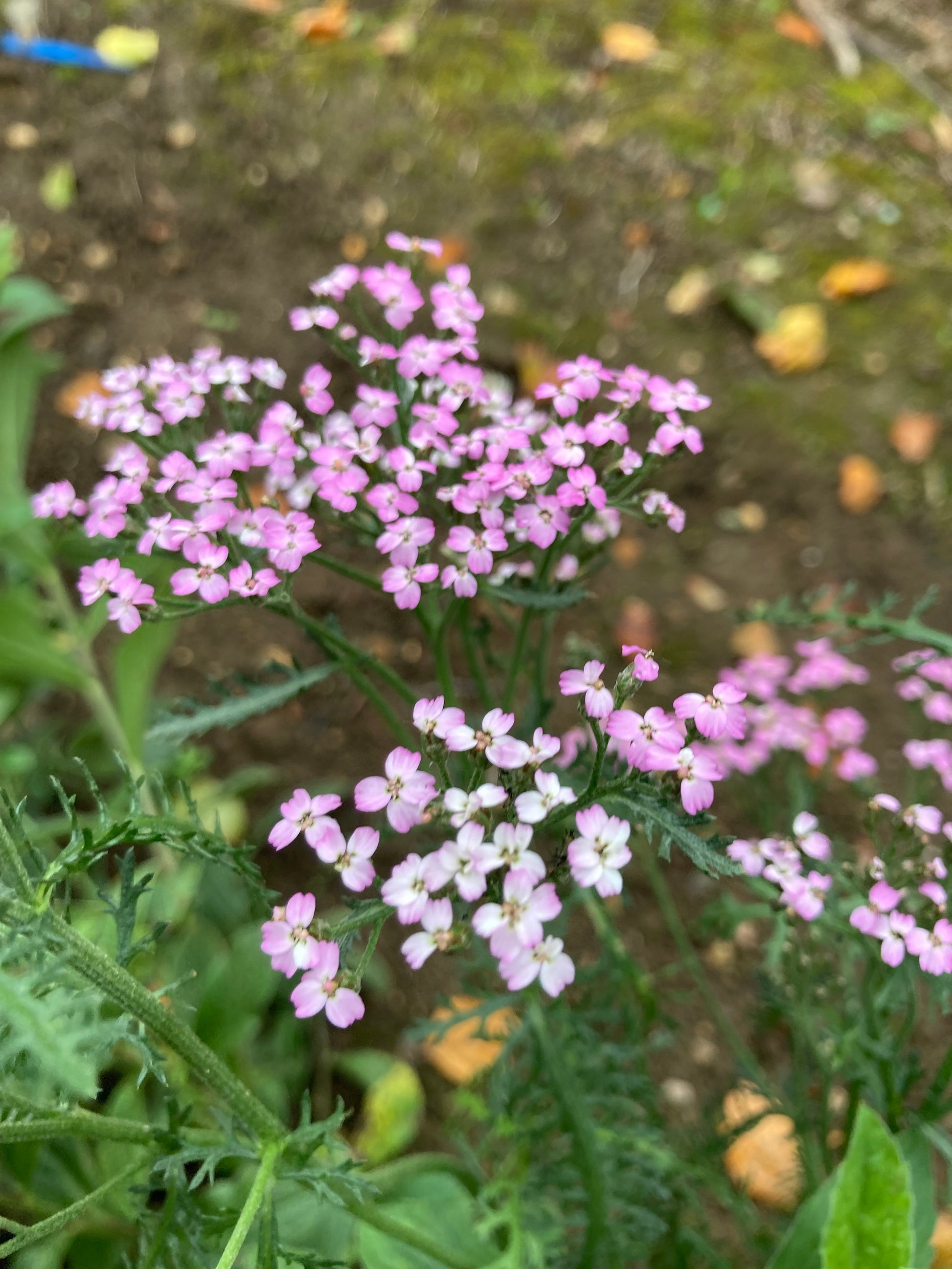 Achillea Lilac Beauty - Champion Plants