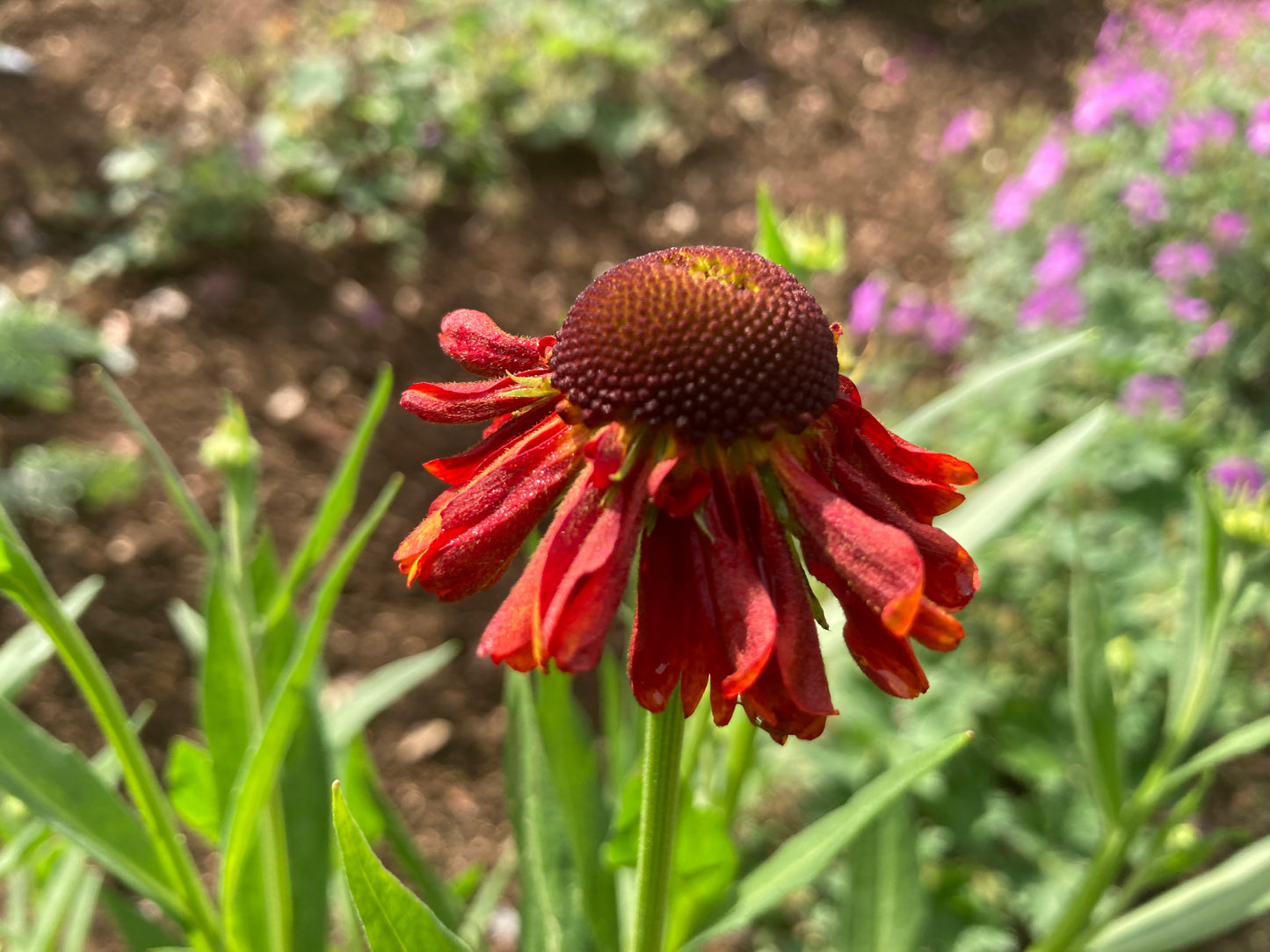 Helenium 'Moerheim Beauty' - AGM - Champion Plants