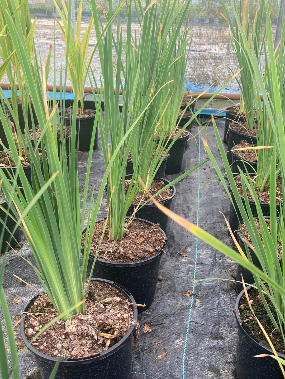 Iris sibirica Flight of Butterflies - Champion Plants