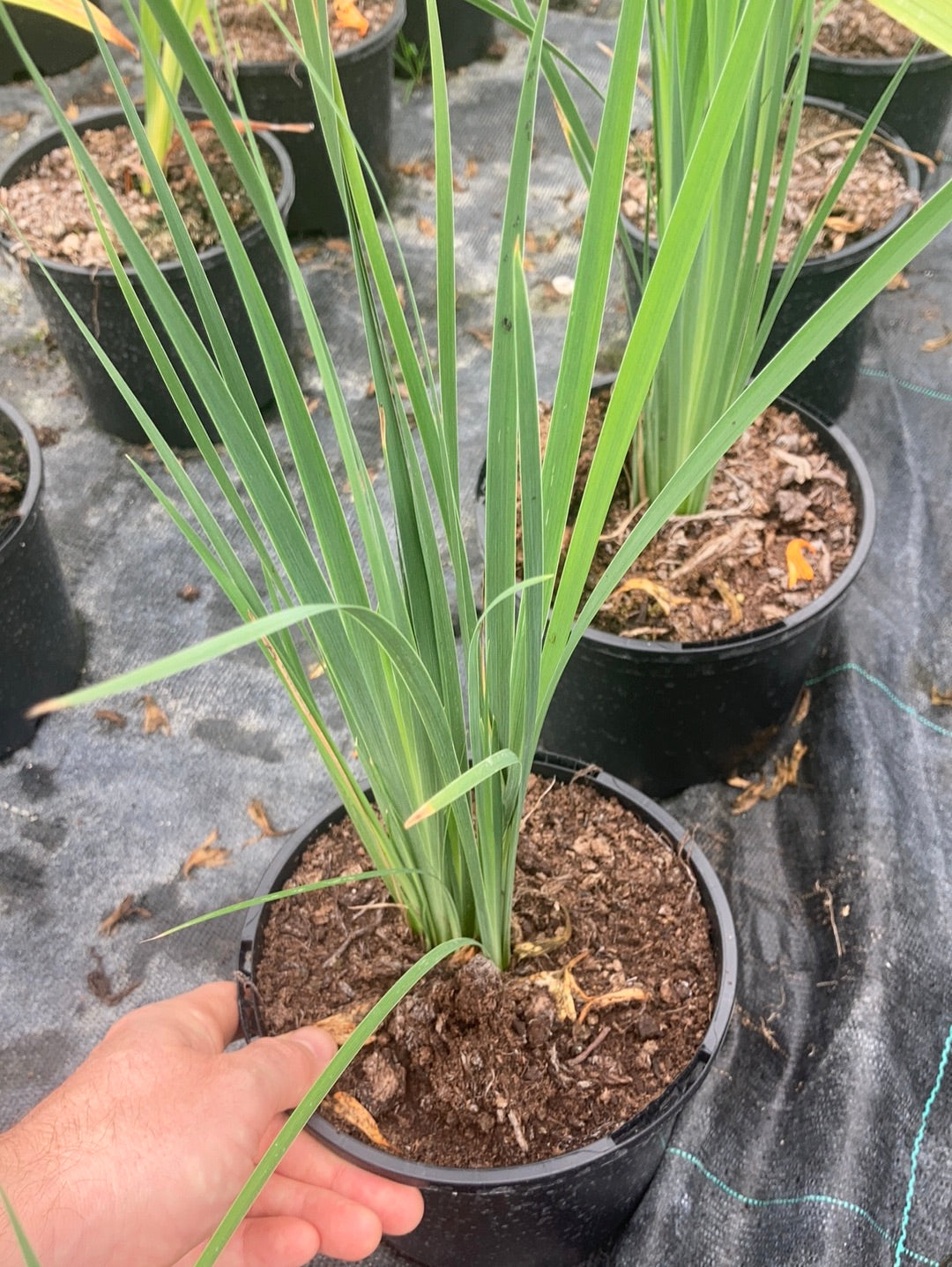 Iris sibirica Flight of Butterflies - Champion Plants