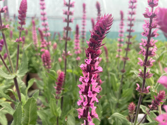 Salvia nemorosa Caradonna Pink - Champion Plants