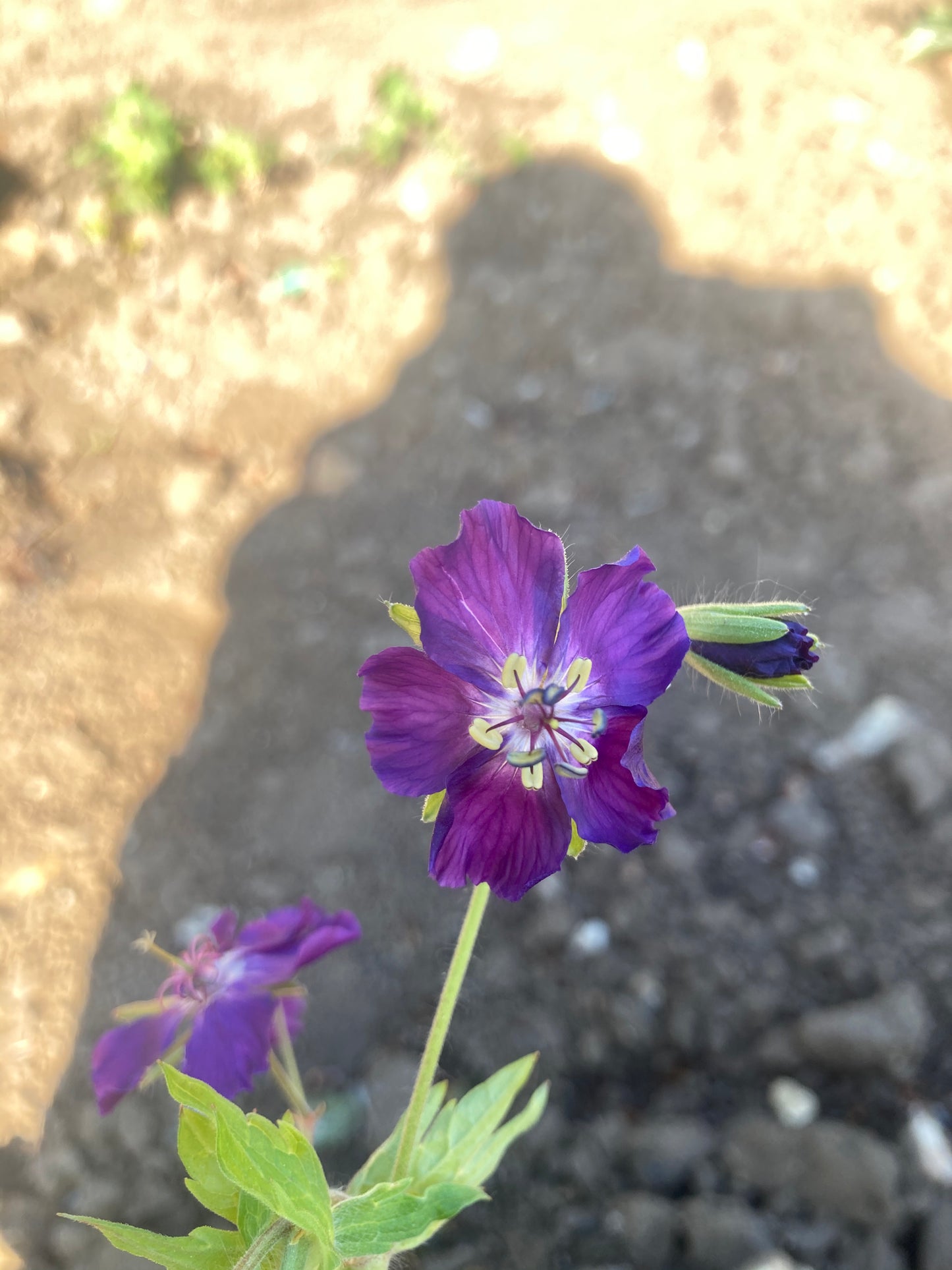 Geranium phaeum Lily Lovell - Champion Plants