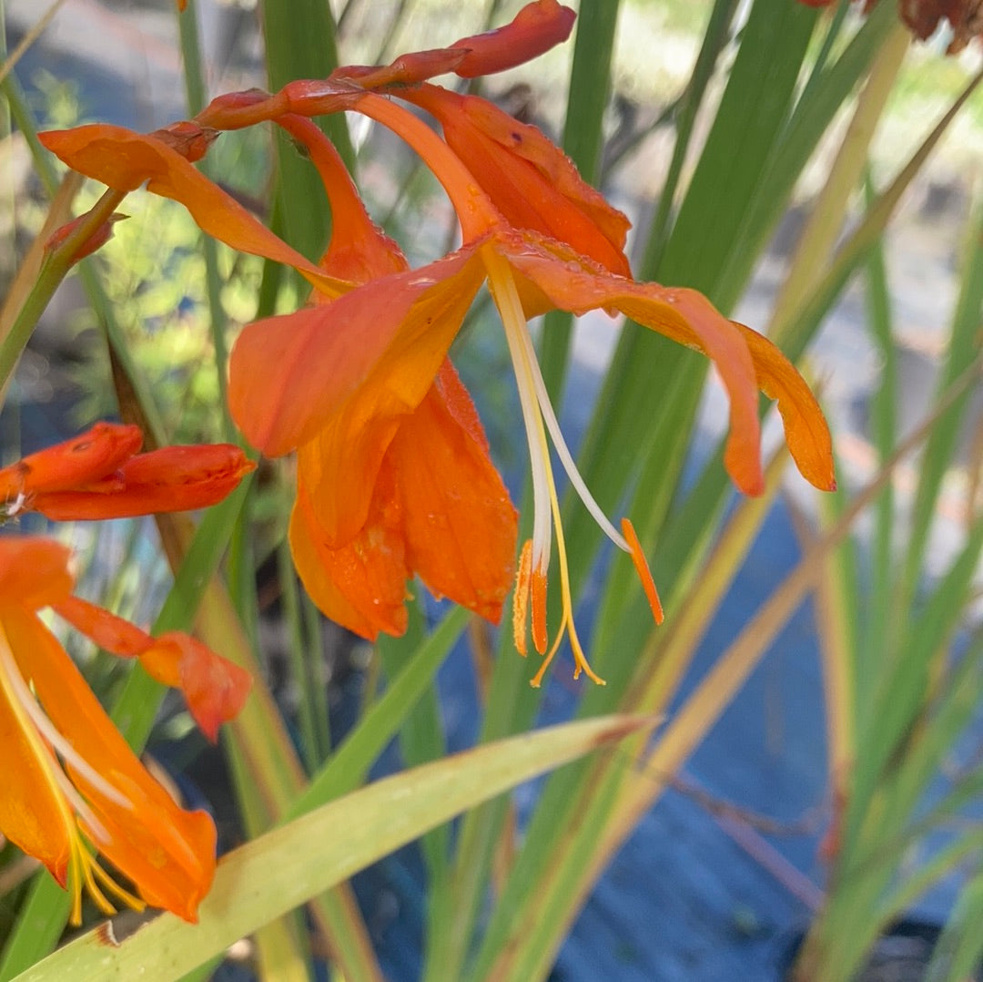 Crocosmia 'Golden Ballerina' - Champion Plants