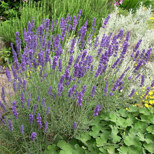 Lavandula angustifolia Hidcote (Lavender) - Champion Plants