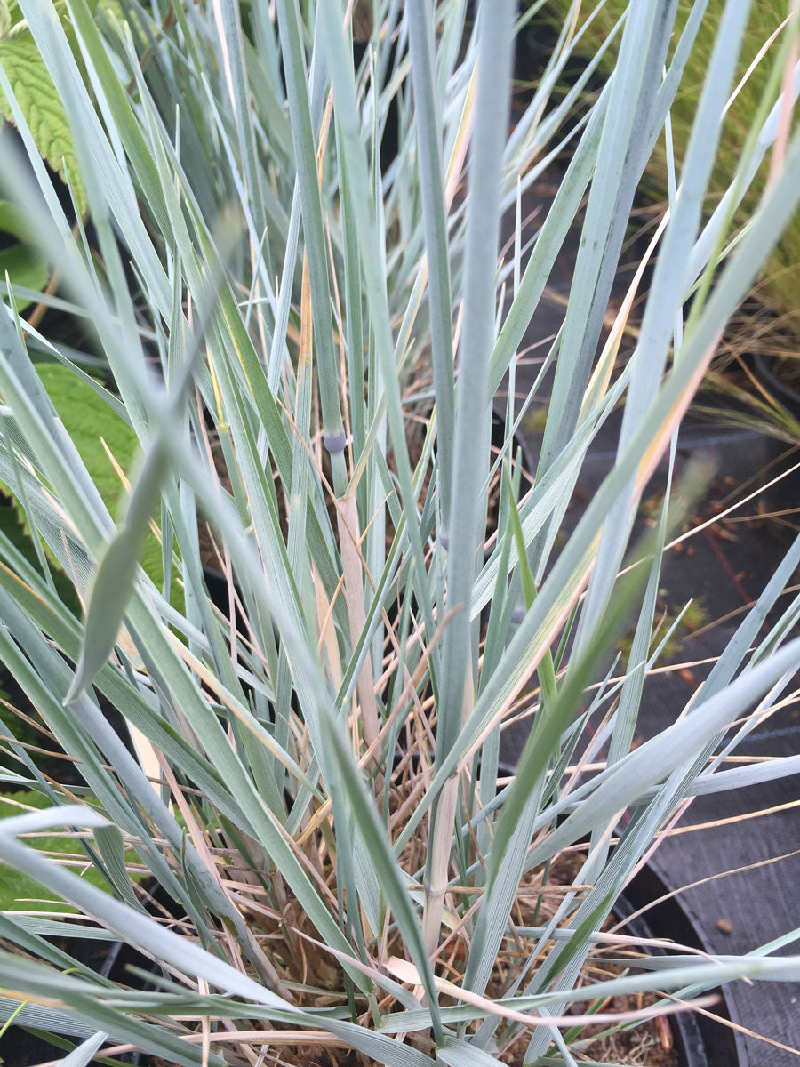 Elymus magellanicus - Champion Plants