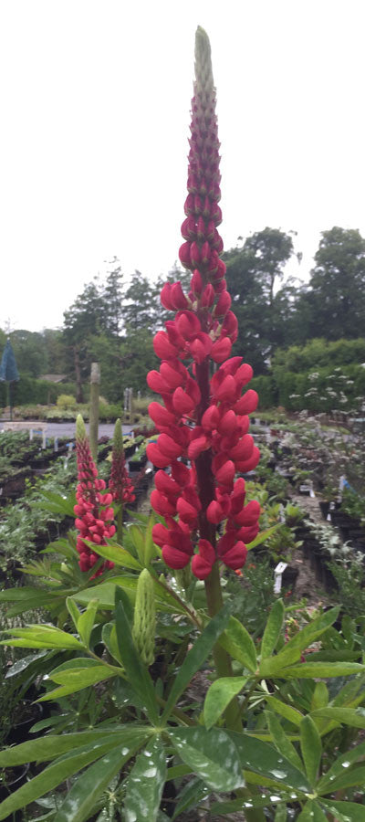 Lupinus The Page - Champion Plants