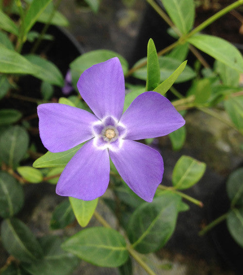 Vinca minor Bowles Variety - Champion Plants