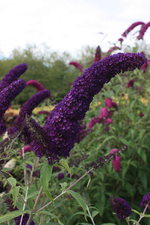 Buddleja davidii Black Knight covered in butterflies