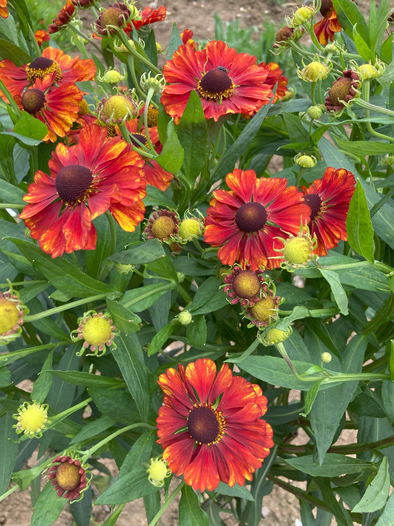 Helenium