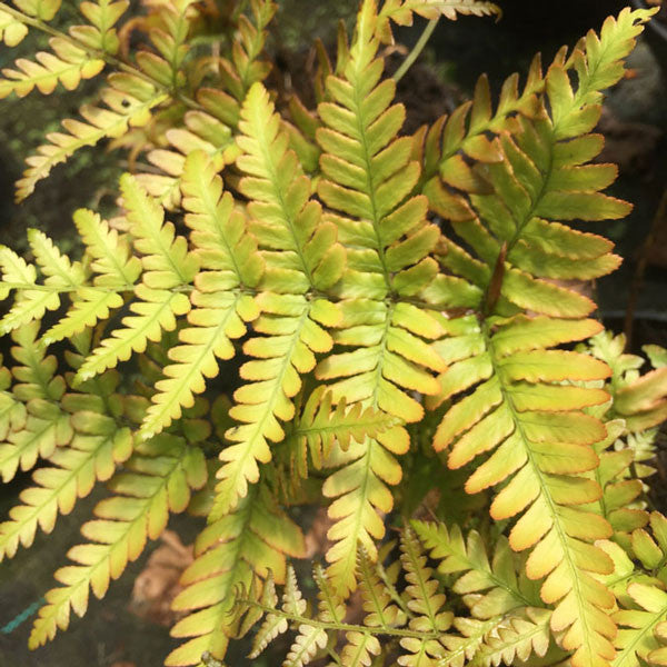 Hardy Ferns