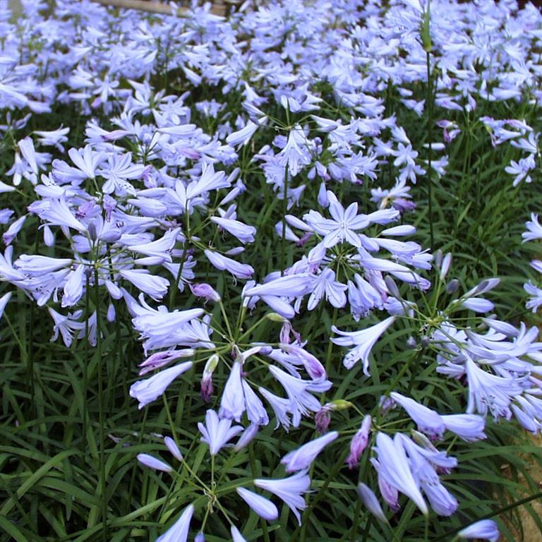 Agapanthus