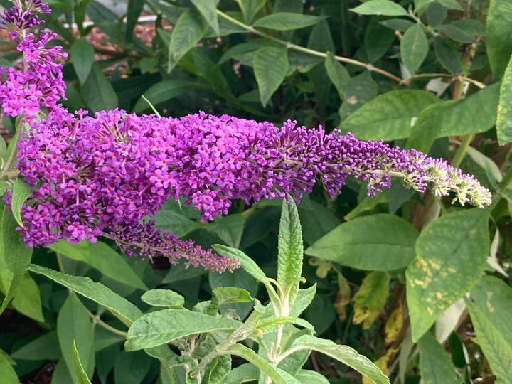 Buddleja Plants