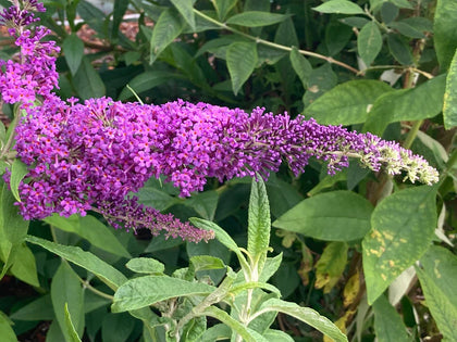 Buddleja Plants