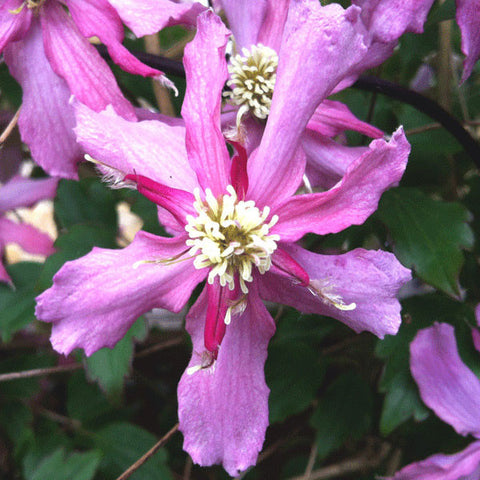 Climbing Plants