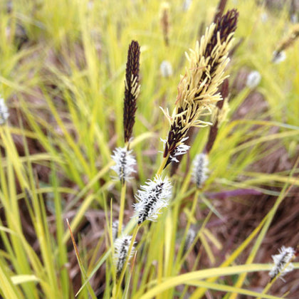 Grasses