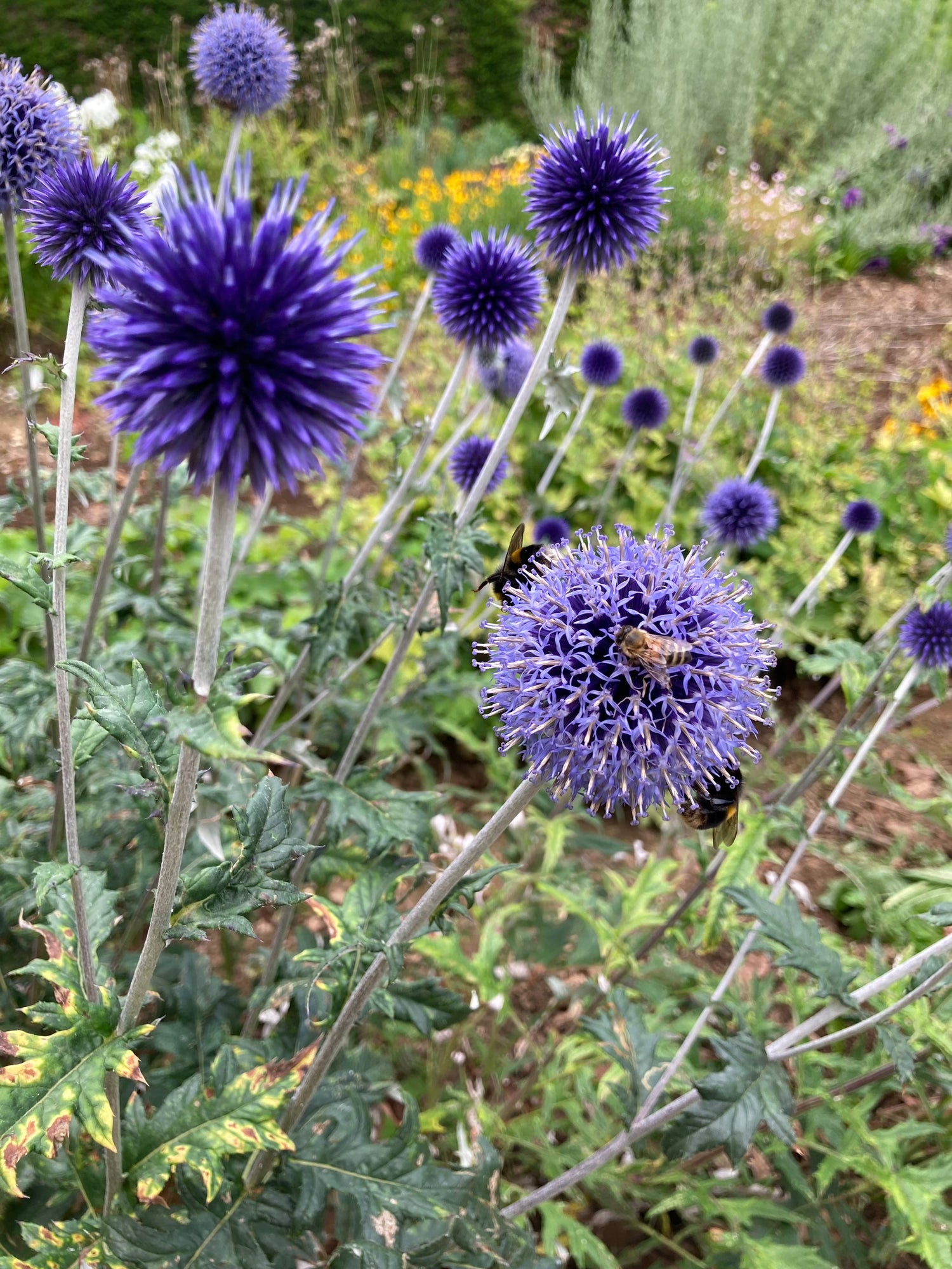 Echinops plants - Champion Plants