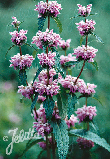 Phlomis