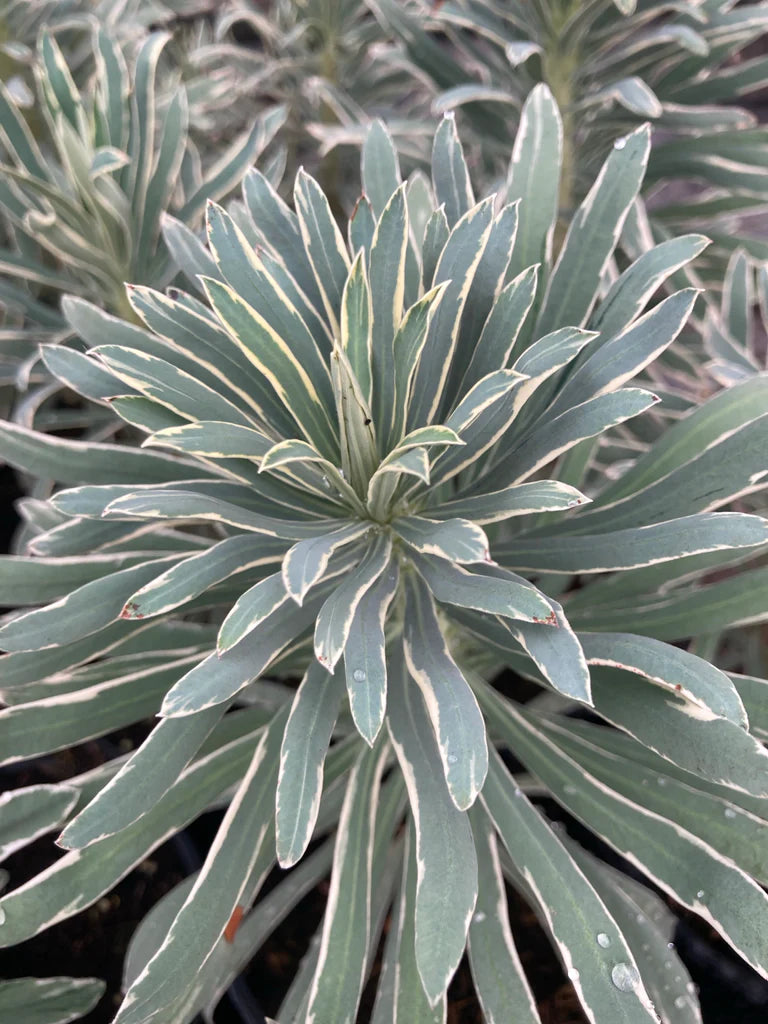 Euphorbia