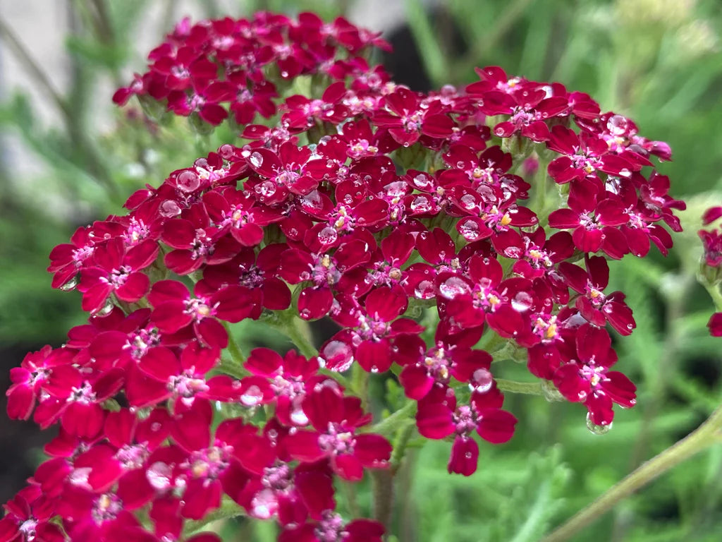 Achillea