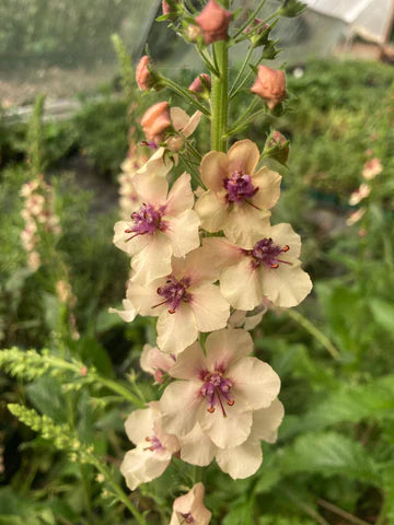 Verbascum