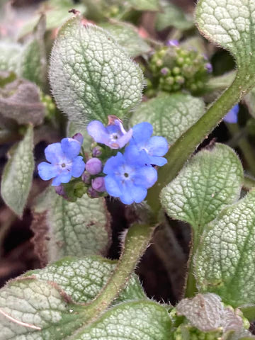 Brunnera