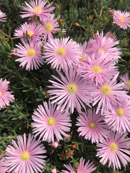 Alpines