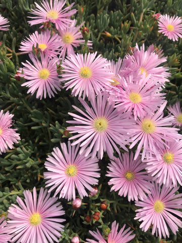 Alpines