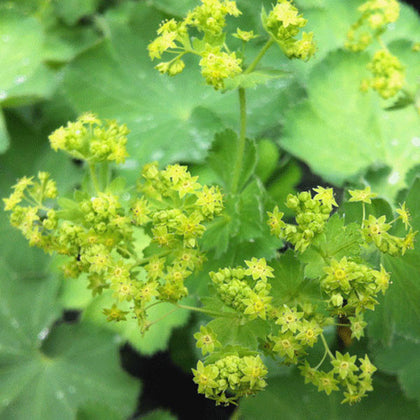 Perennials