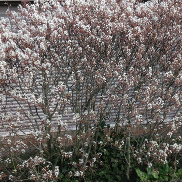 Garden Trees