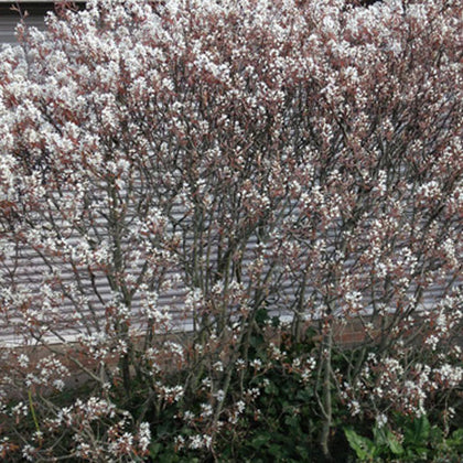 Garden Trees
