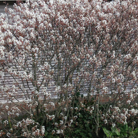 Garden Trees