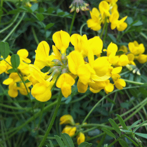 Wildflowers & Native Plants