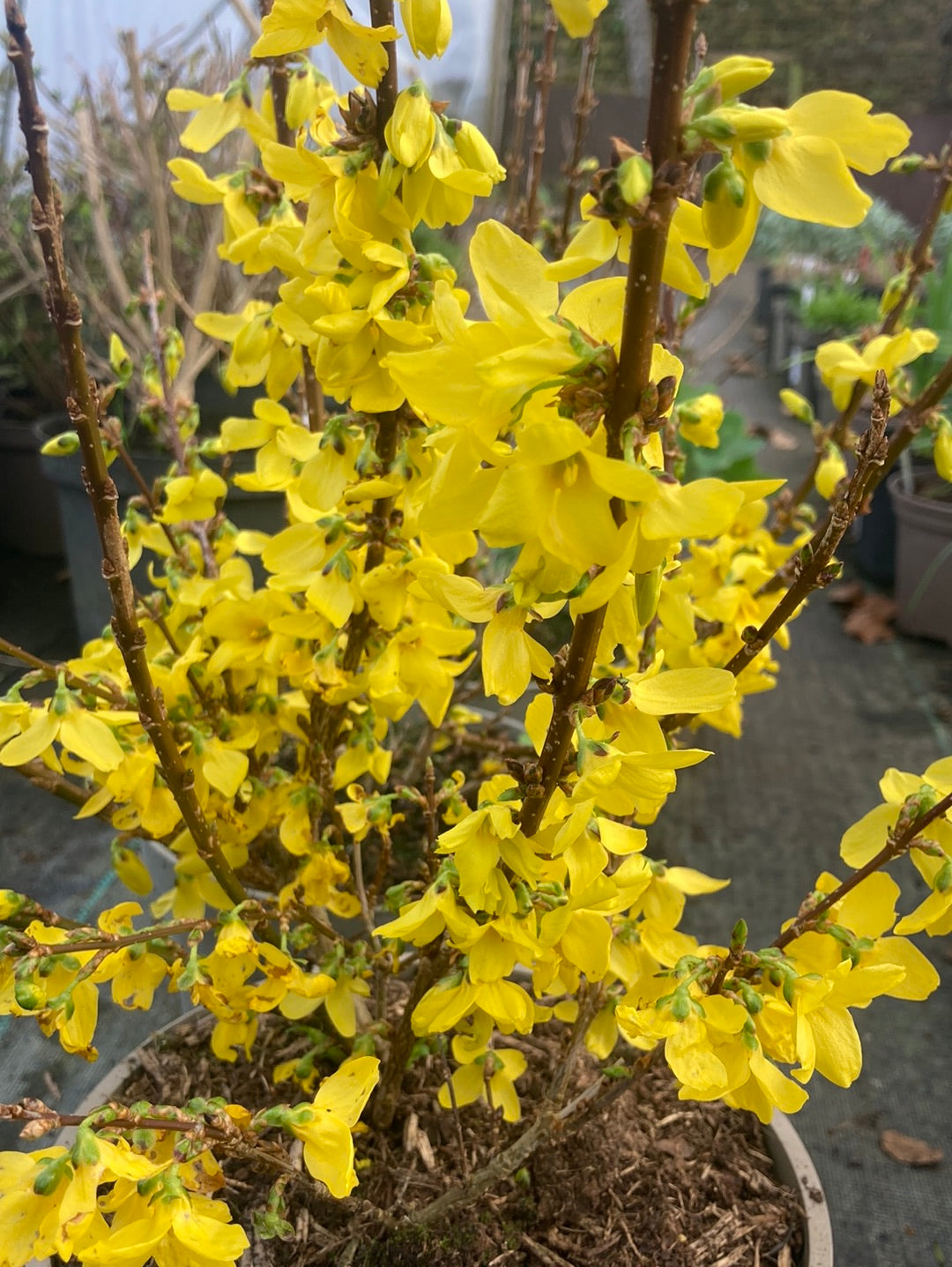 Forsythia × intermedia Weekend - Champion Plants