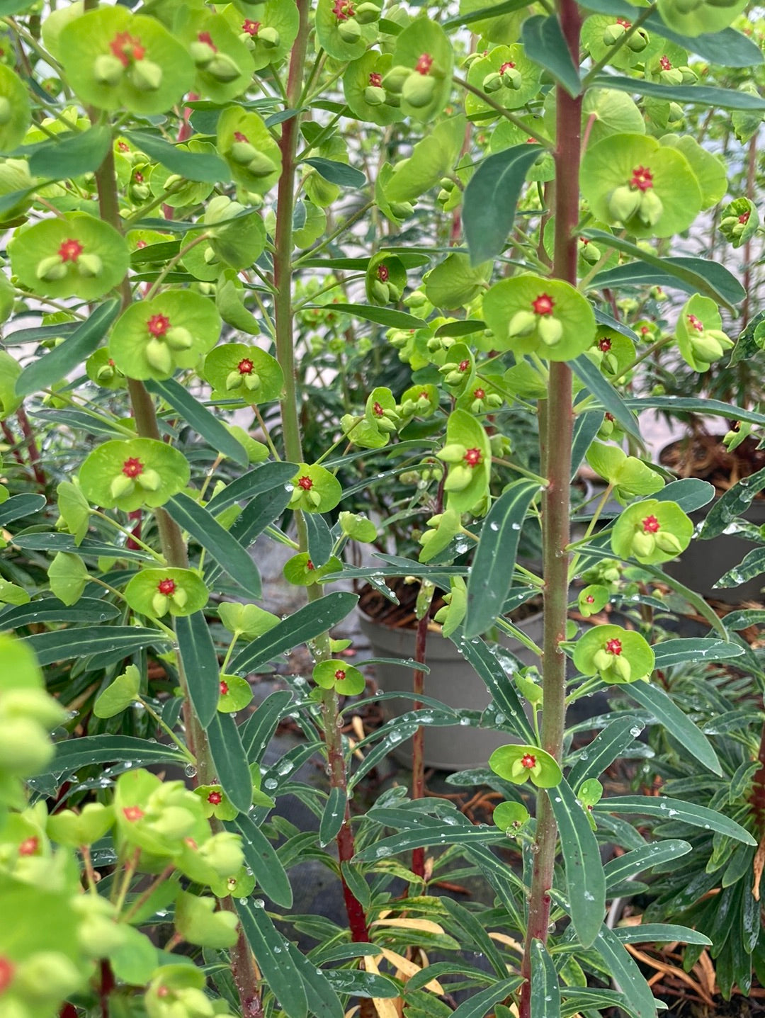 Euphorbia x martinii - Champion Plants