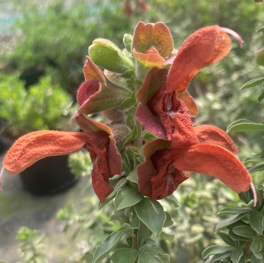 Salvia Africana-lutea