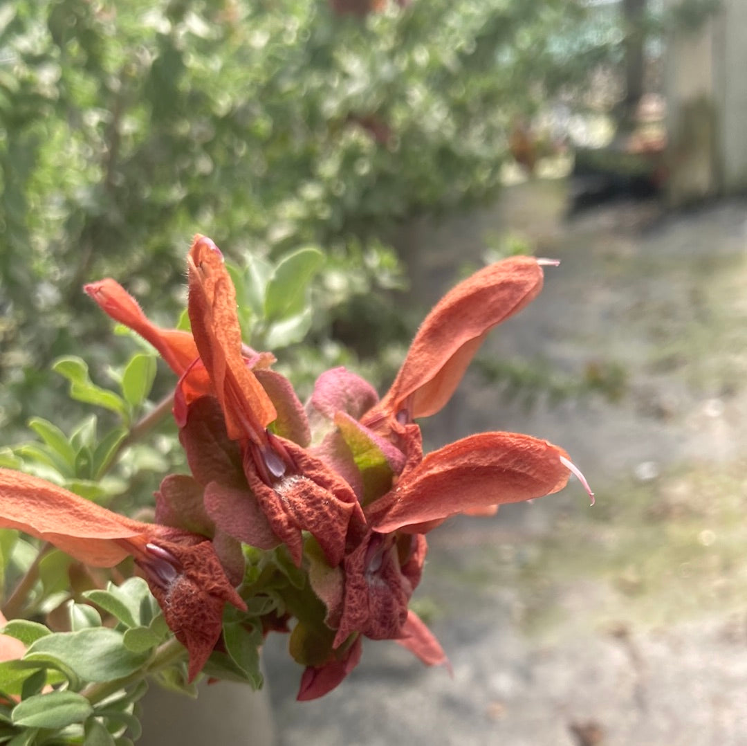 Salvia Africana-lutea