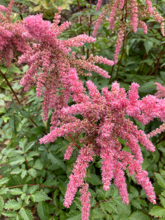 Astilbe 'Bressingham Beauty' AGM - Champion Plants