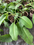 Comfrey Bocking 14