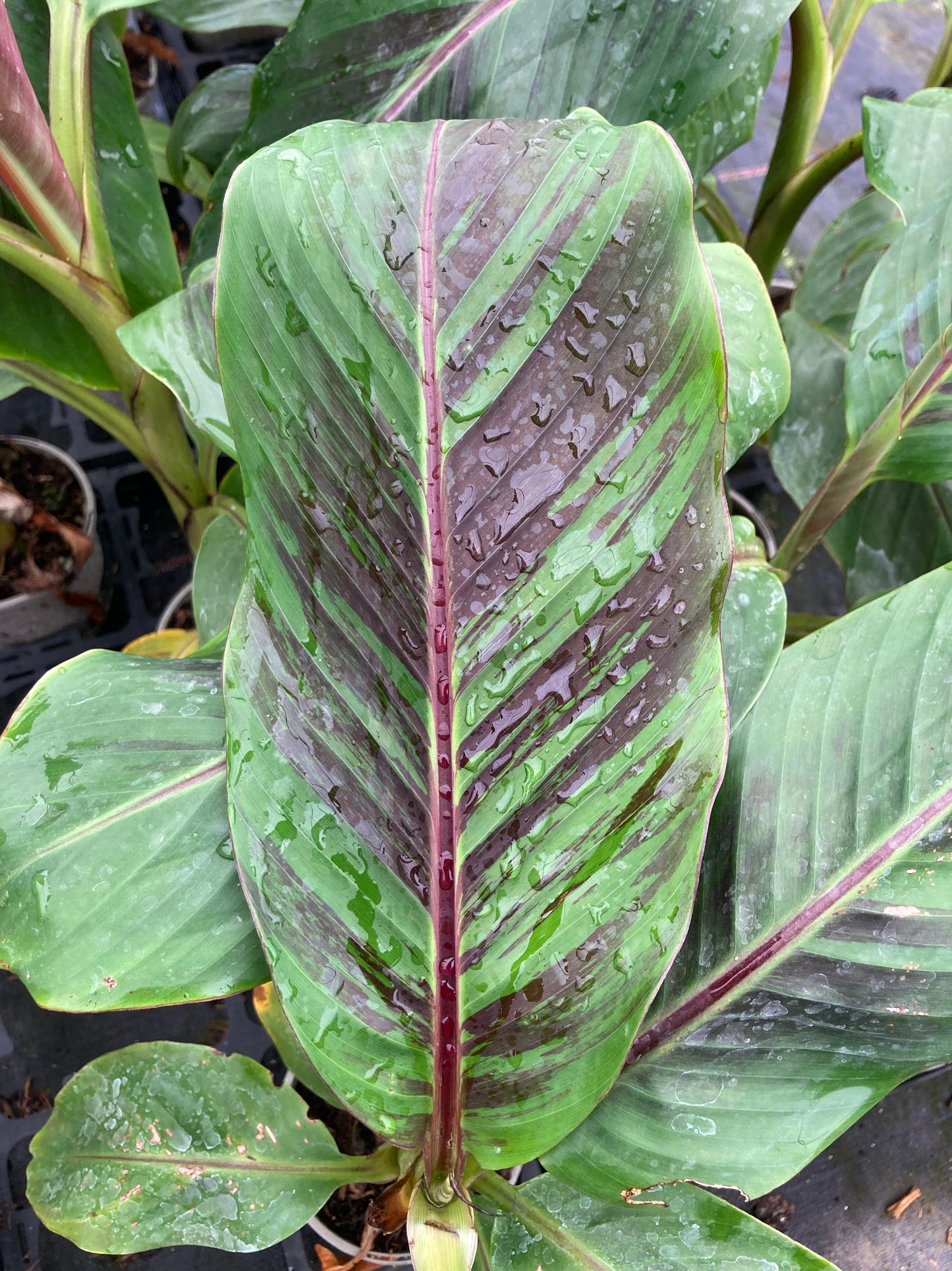 Musa sikkimensis Bengal Tiger (Darjeeling Banana)